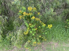 Hypericum canariense