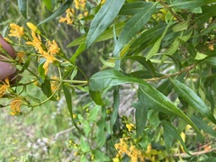 Hypericum canariense