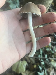 Psathyrella longipes