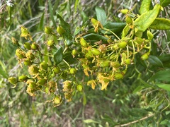 Hypericum canariense