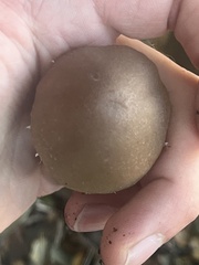 Psathyrella longipes