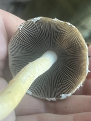 Psathyrella longipes