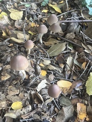 Psathyrella longipes