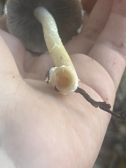 Psathyrella longipes