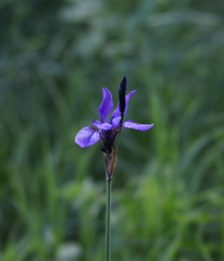 Iris sibirica