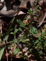 Xanthosia tridentata