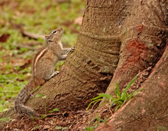 Funambulus palmarum