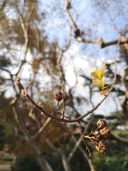 Lagerstroemia indica