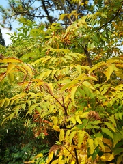 Koelreuteria bipinnata