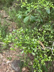 Everistia