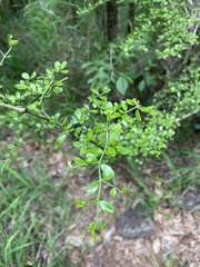 Everistia