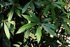 Oreopanax epremesnilianus