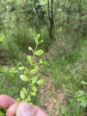 Everistia