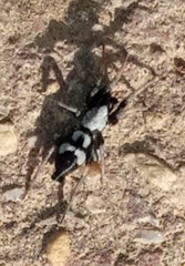 Poecilochroa