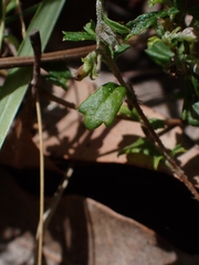 Xanthosia tridentata