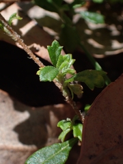 Xanthosia tridentata