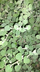 Helichrysum petiolare