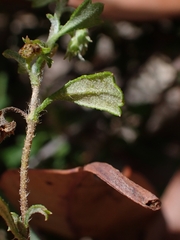 Xanthosia tridentata