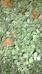 Helichrysum petiolare