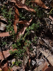 Xanthosia tridentata
