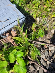 Campanula cervicaria