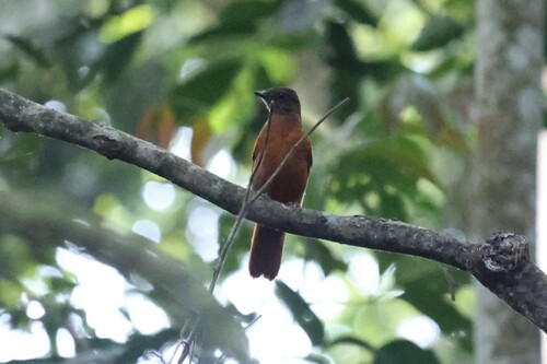 Fraser's Rufous Thrush (Stizorhina fraseri), photo 4