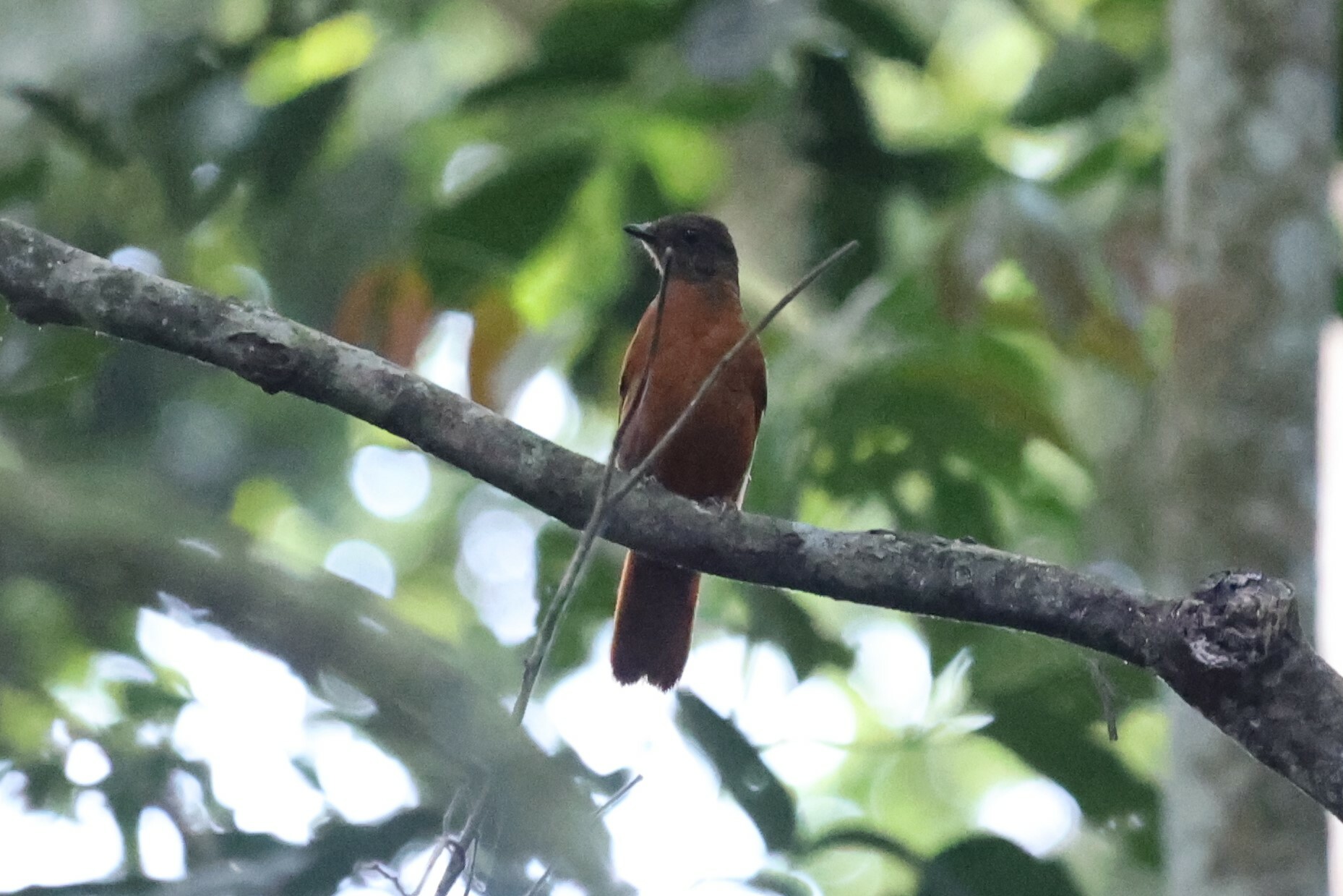 Fraser's Rufous Thrush (Stizorhina fraseri), photo 4