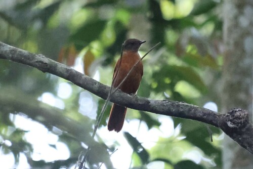 Fraser's Rufous Thrush (Stizorhina fraseri), photo 6