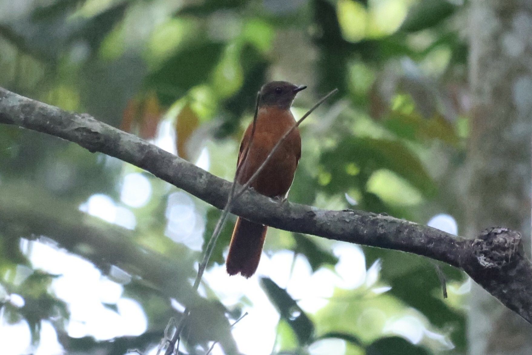 Fraser's Rufous Thrush (Stizorhina fraseri), photo 3