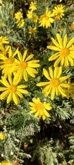 Euryops pectinatus
