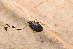 Psallus ambiguus