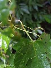 Momordica cochinchinensis