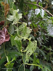 Momordica cochinchinensis