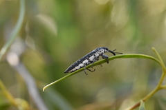 Belini