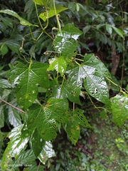 Momordica cochinchinensis