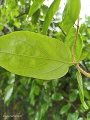 Lonicera hypoglauca