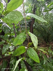 Lonicera hypoglauca
