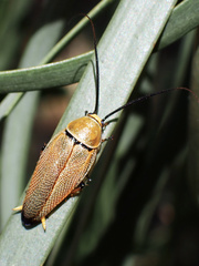 Ellipsidion humerale