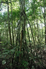 Socratea exorrhiza