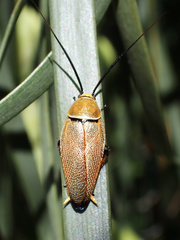 Ellipsidion humerale