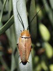 Ellipsidion humerale