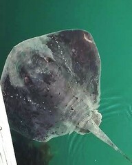 Bathytoshia brevicaudata
