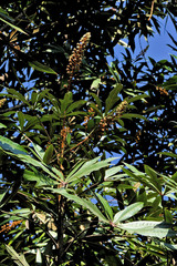 Oreopanax epremesnilianus