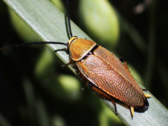 Ellipsidion humerale