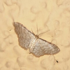 Idaea fuscovenosa