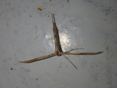 Emmelina monodactyla