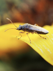 Nysius