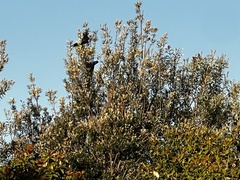 Zanda funerea funerea