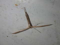 Emmelina monodactyla