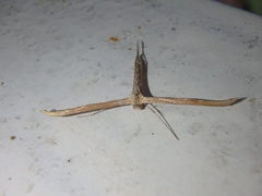 Emmelina monodactyla